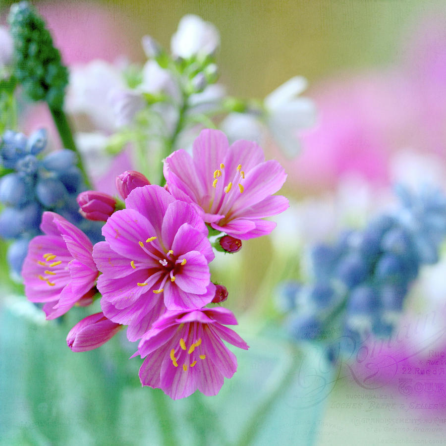Pink Lewisia And Blue Cuckoo Flower Photograph by Aina Apelthun