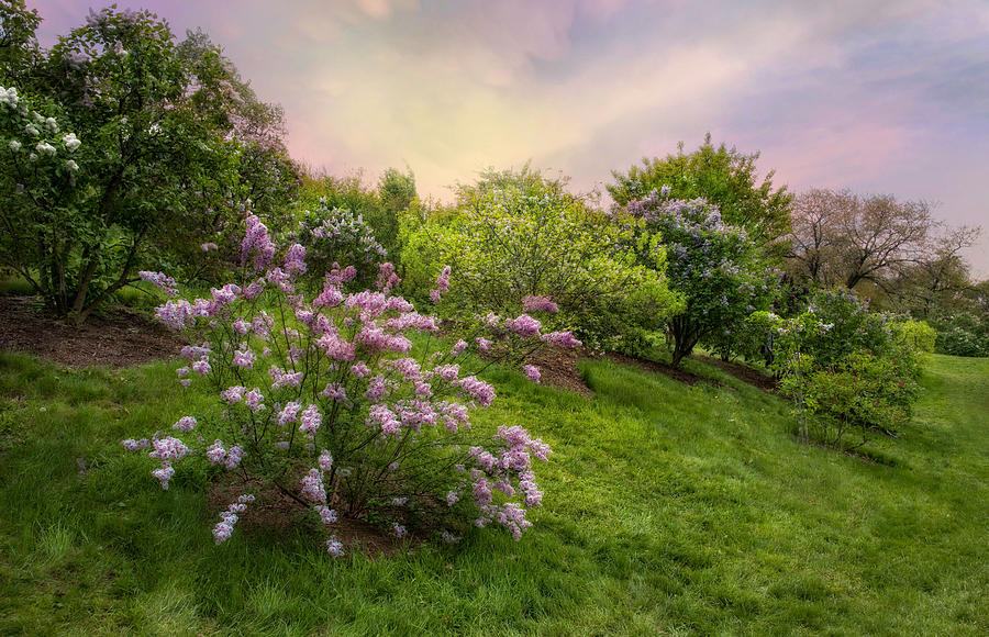 Pink Lilac Photograph by Robin-Lee Vieira