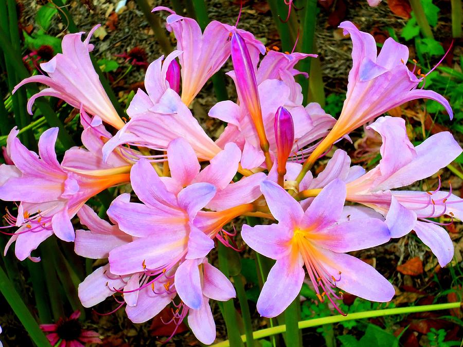 Pink Lilies 1 Photograph by Ron Kandt