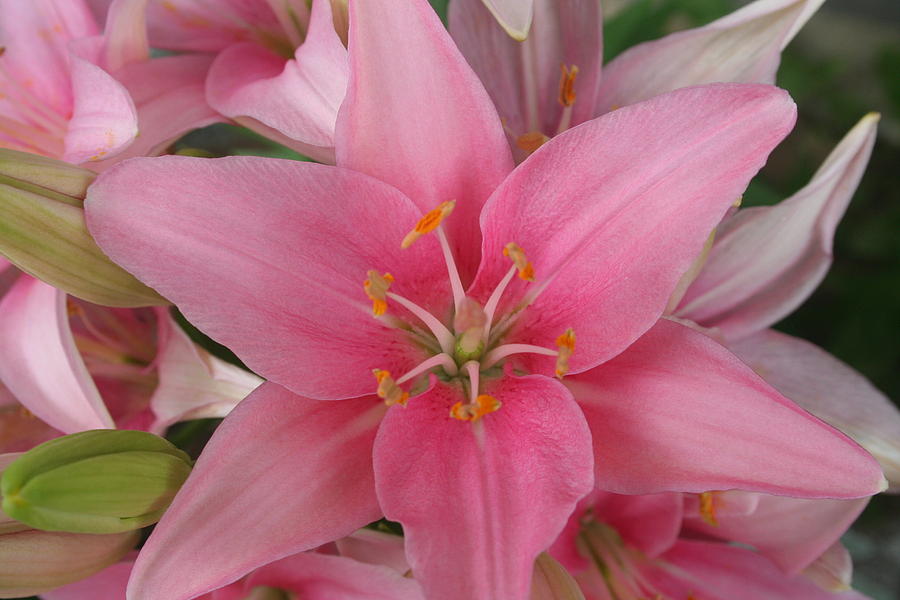 Pink Lilies Photograph by Cary Amos - Pixels