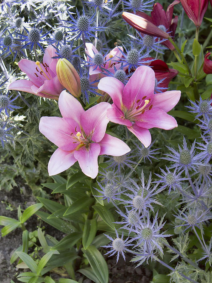 Pink Lilies  Photograph by Cathy Anderson