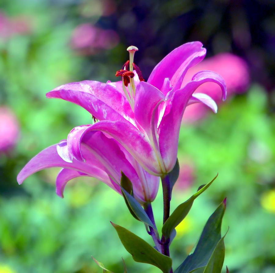 Pink Lilies Photograph by Deena Stoddard