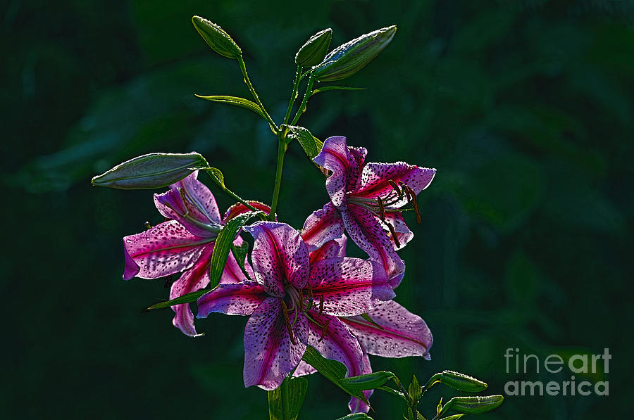 Lily Photograph - Pink Lilies in the Rain 2 by Sharon Talson