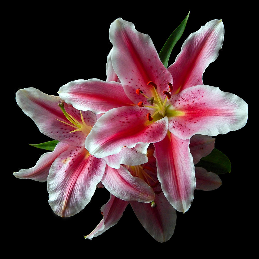 Pink Lilies Still Life Flower Art Poster Photograph by Lily Malor