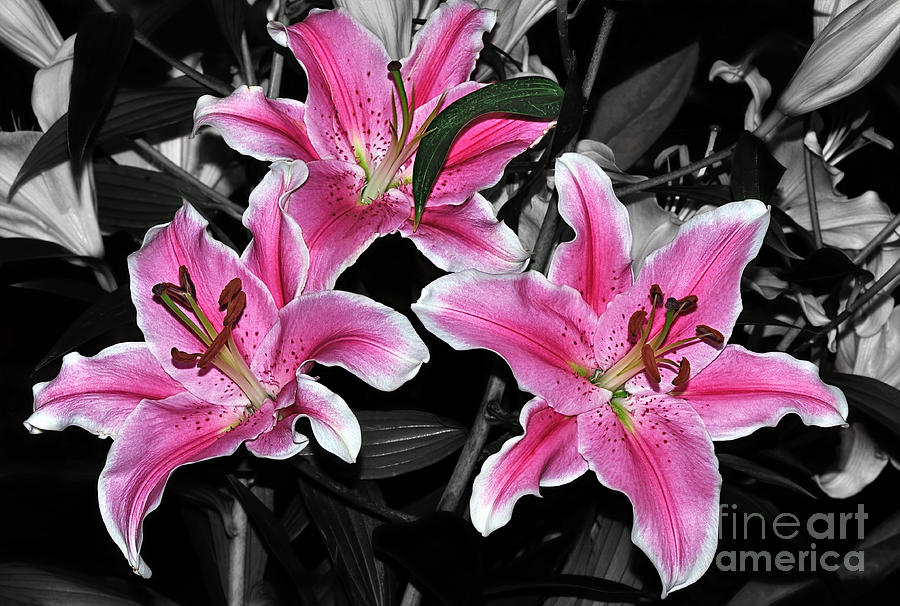 Lily Photograph - Pink Lilies on Black and White by Kaye Menner