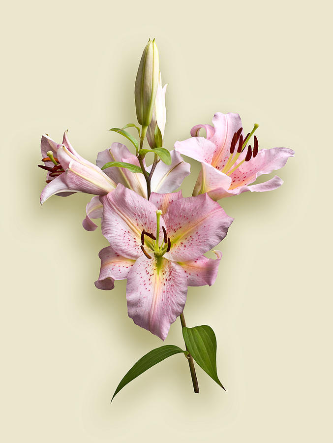Flower Photograph - Pink Lilies on Cream #2 by Jane McIlroy