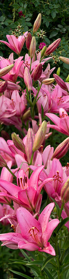 Pink Lilies Photograph by Theo OConnor