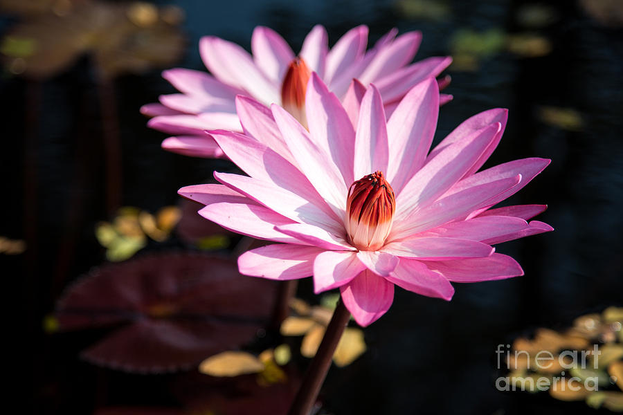 Lily Photograph - Pink Lilies Up Close by Mindah-Lee Kumar