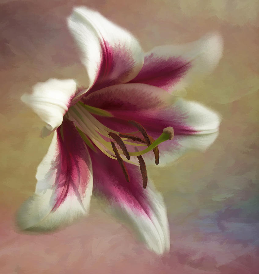 Texture Photograph - Pink Lilly by Brenda Hackett