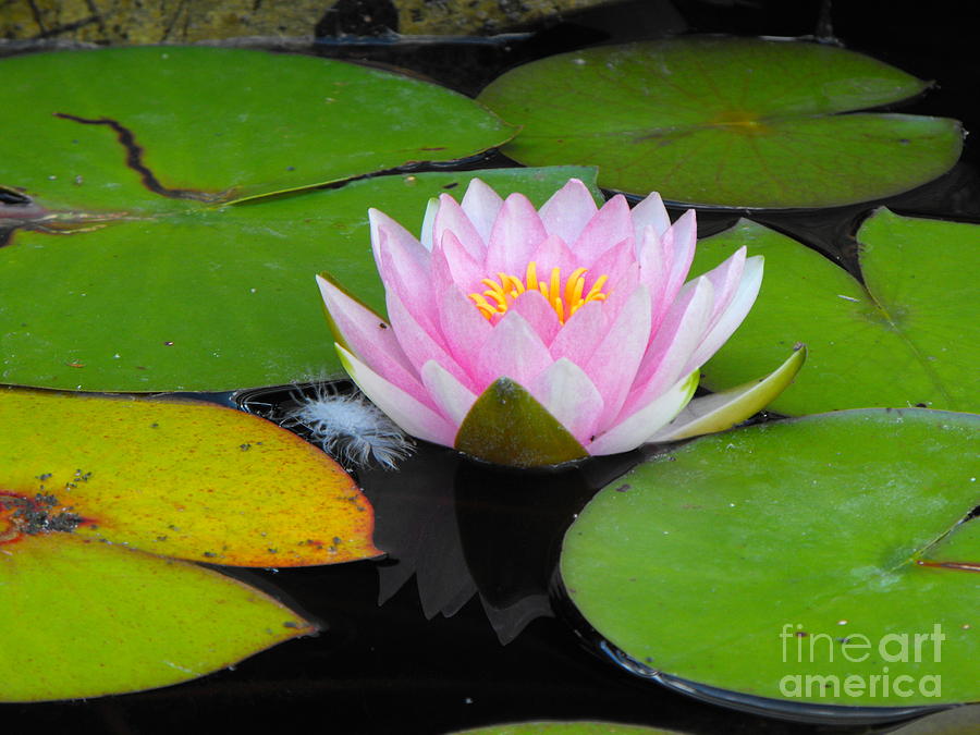 Pink Lilly Flower Photograph by Erick Schmidt