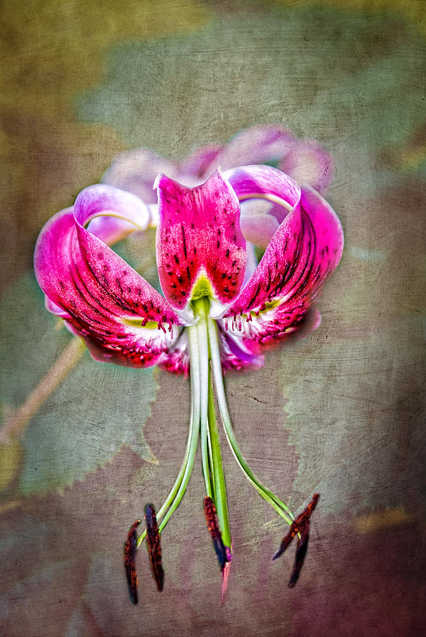 Pink Lilly Photograph by Mary Timman