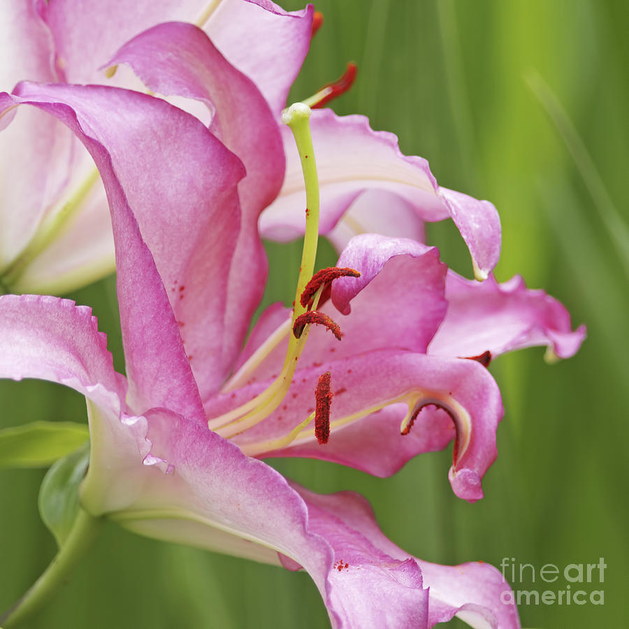 Pink Lily 2 Photograph by Sharon Talson