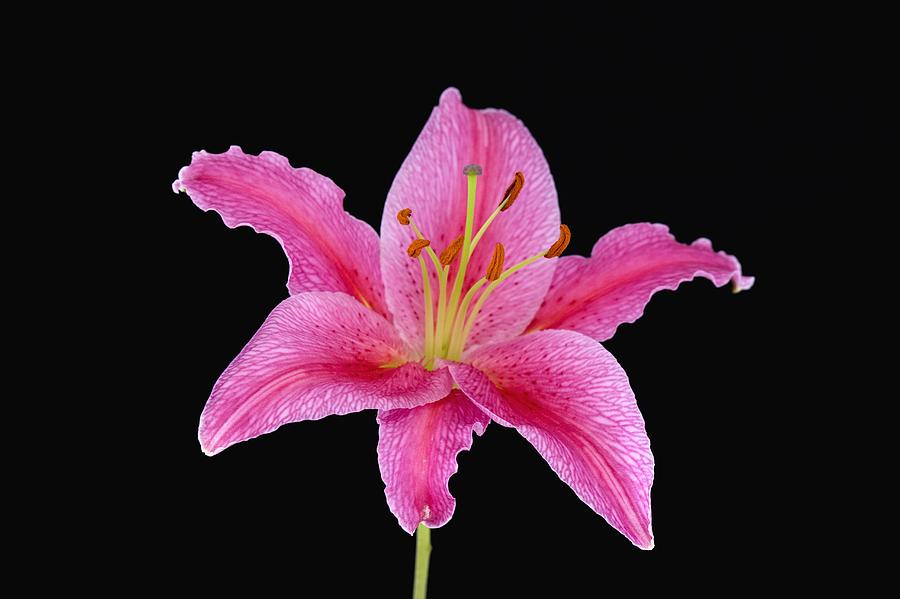 Pink Lily Against Black Background Photograph by Steven Raniszewski ...