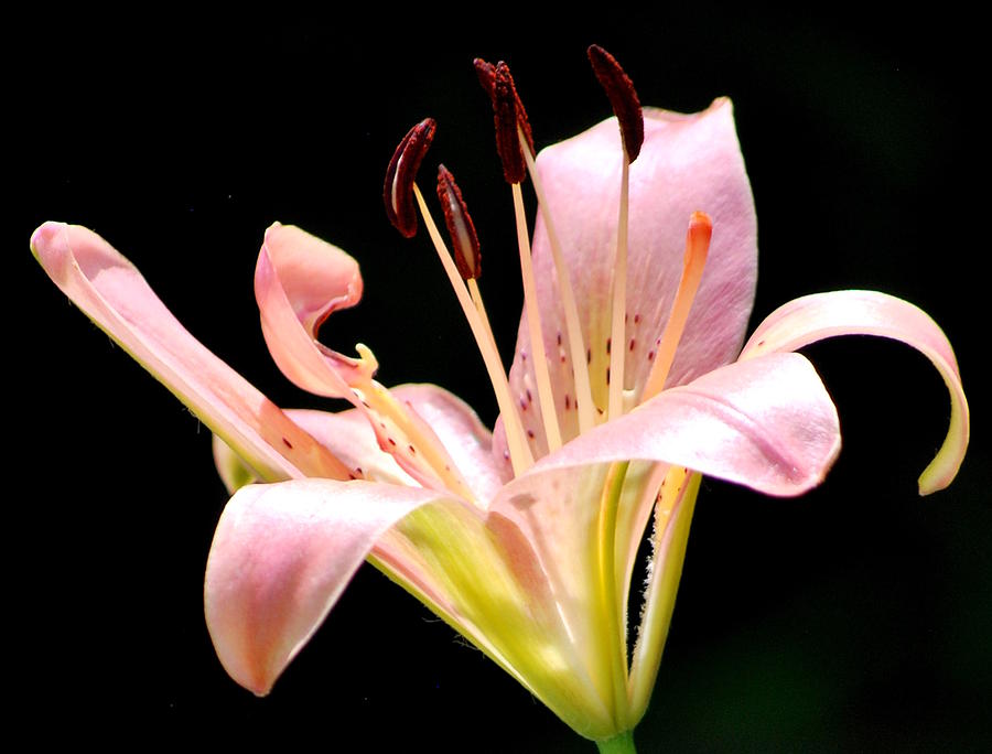 Pink Lily Photograph by Amee Cave