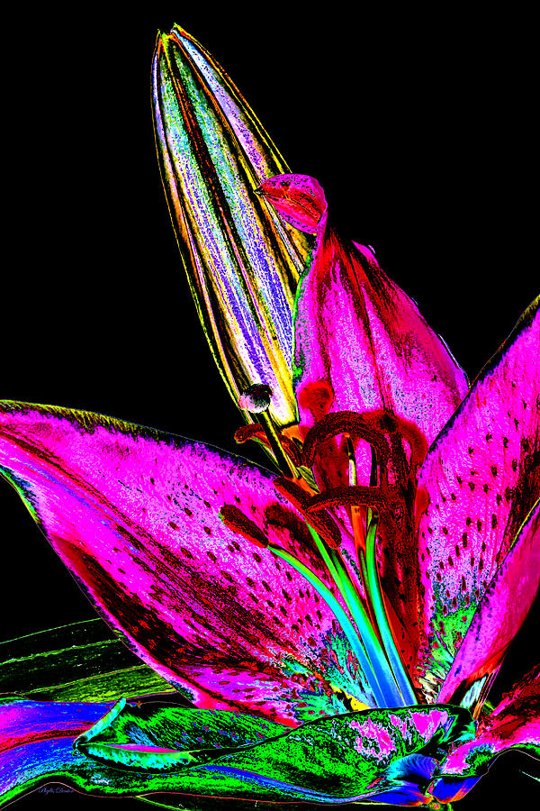 Pink Lily And Bud Pop Art Photograph by Phyllis Denton