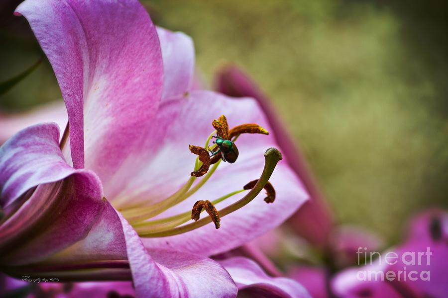 Pink Lily and Dogbane Beetle Photograph by Ms Judi