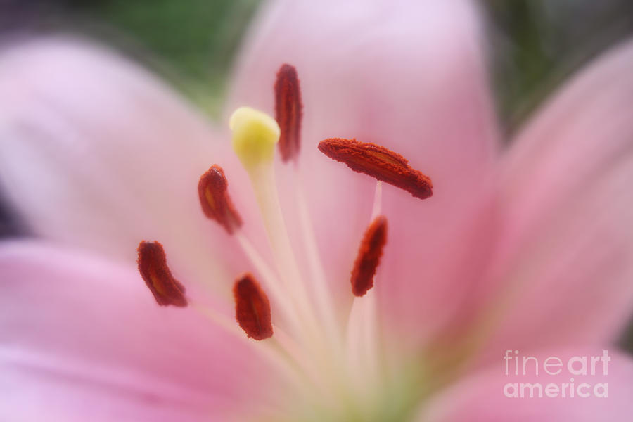 Pink Lily Blooming Photograph