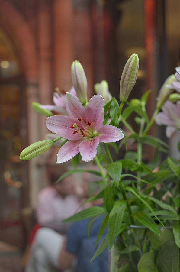 Pink lily boquet Photograph by Marianne Campolongo