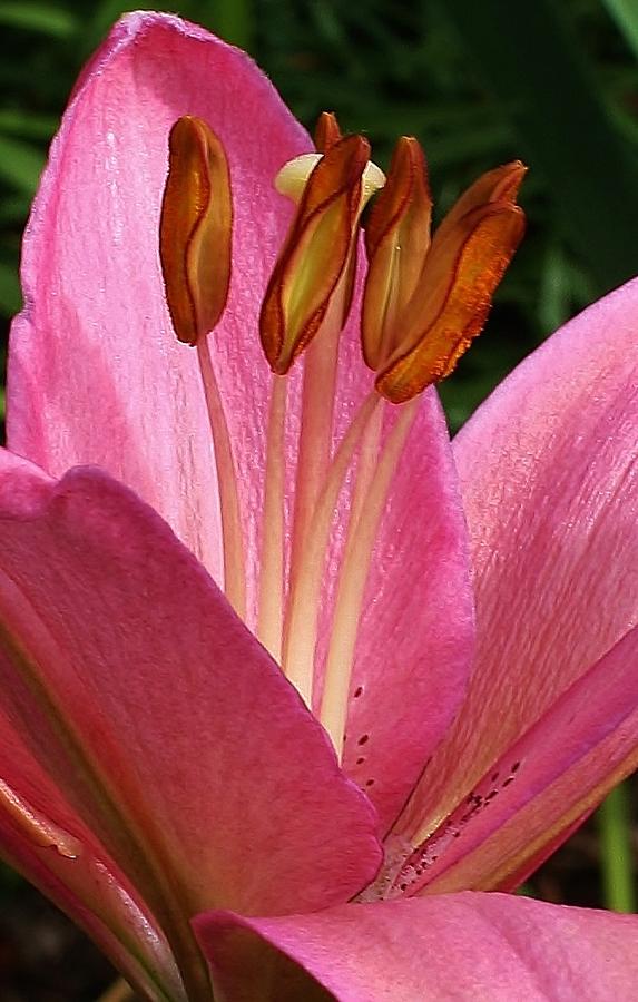 Pink Lily Photograph by Bruce Bley