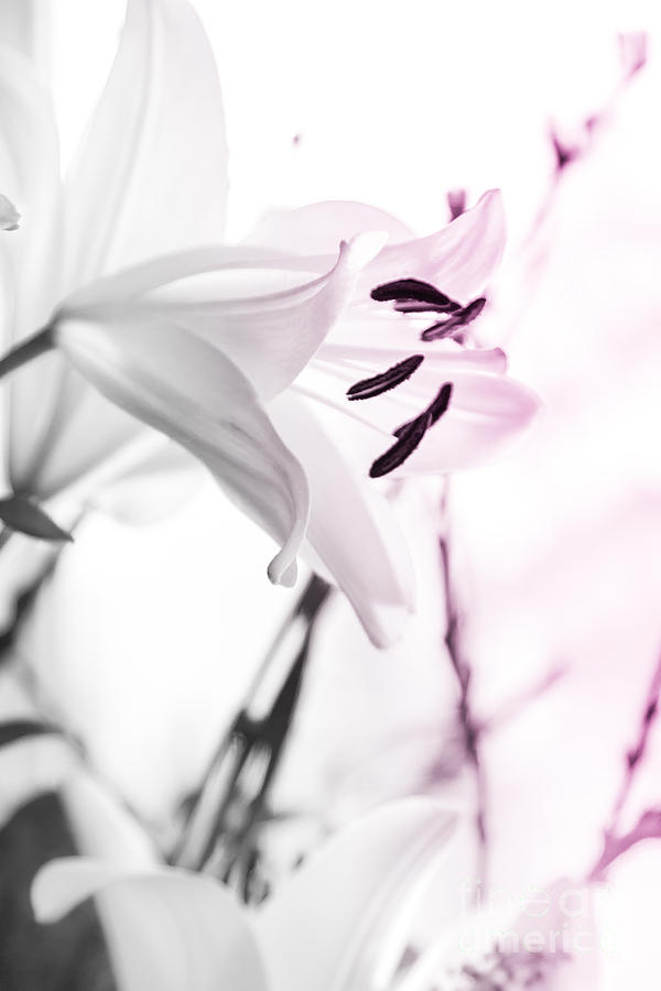 Pink Lily Feature Photograph