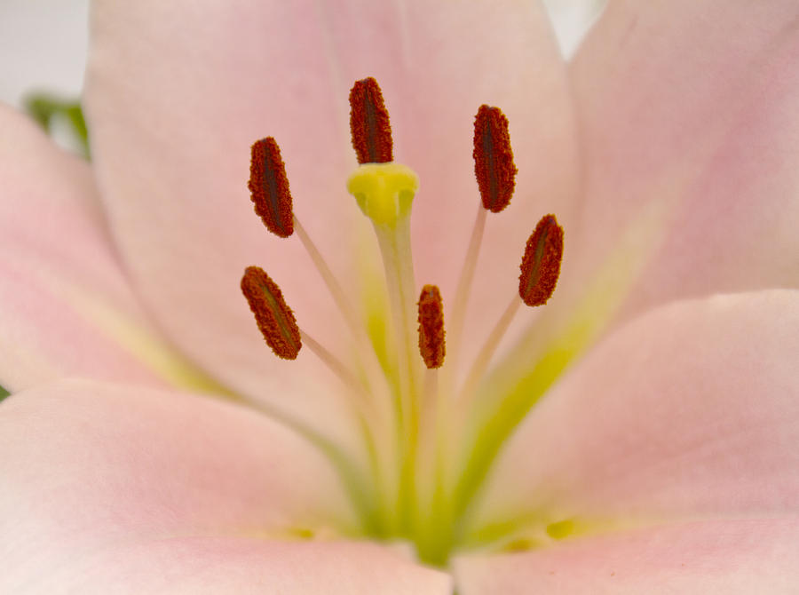 Pink Lily Floral art Photograph by David French