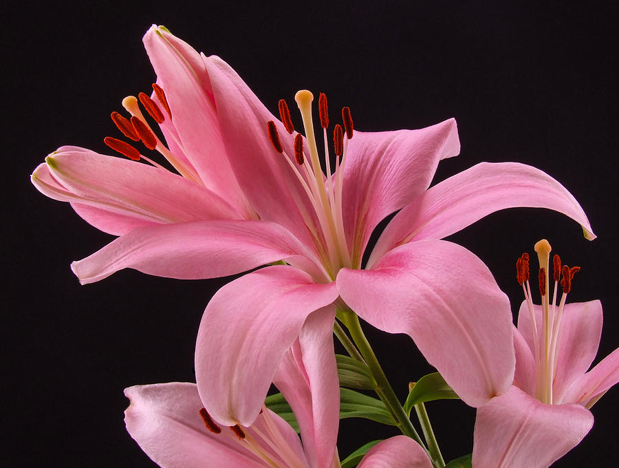 Lily Photograph - Pink Lily by Gary Walker