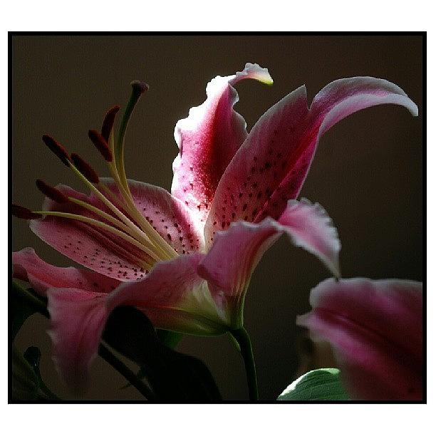 Summer Photograph - Pink Lily  #instanaturelovers#love by Wanda Sierotowicz