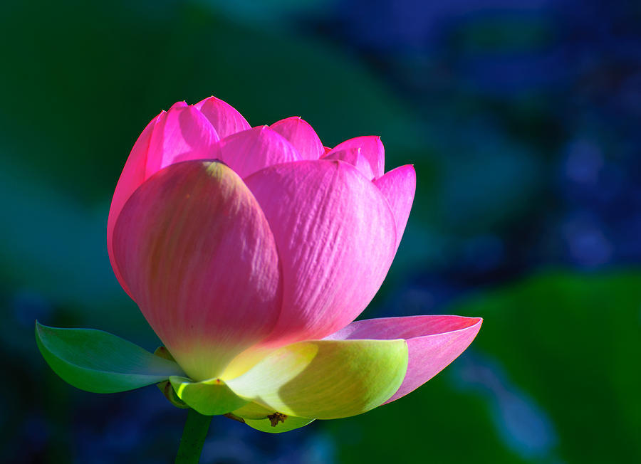 Pink lily Photograph by John Johnson