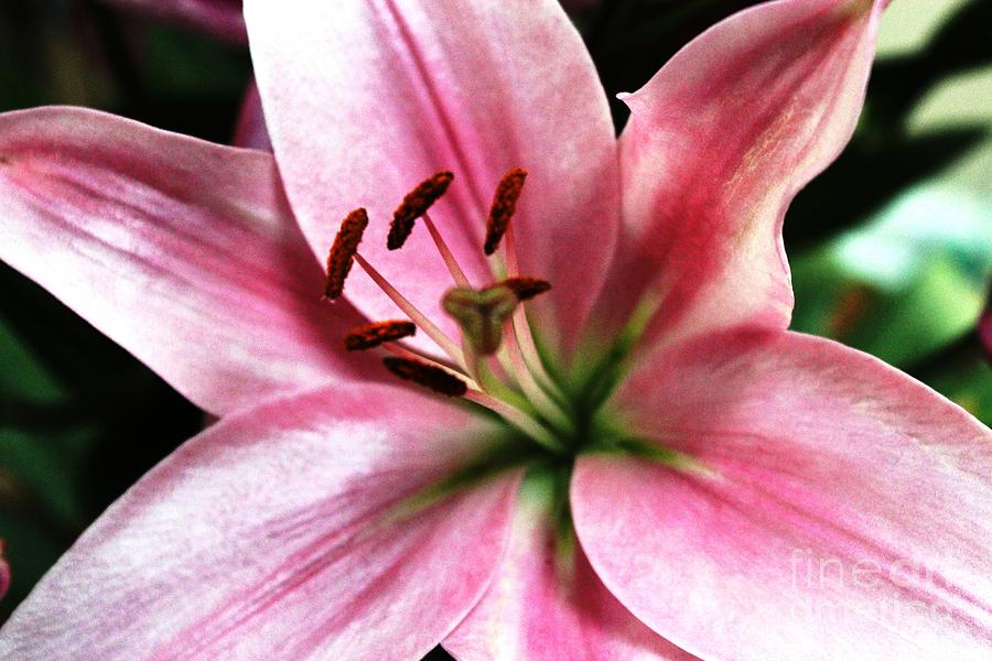 Flower Photograph - Pink Lily by Judy Palkimas