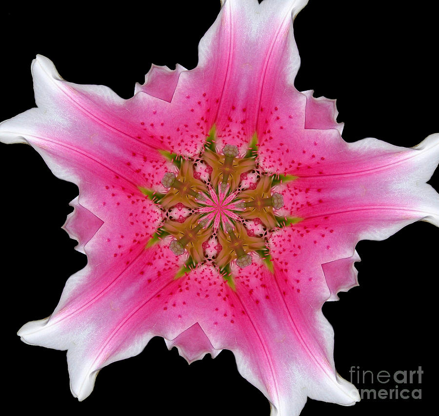 Lily Photograph - Pink Lily Kaleidoscope by Rose Santuci-Sofranko