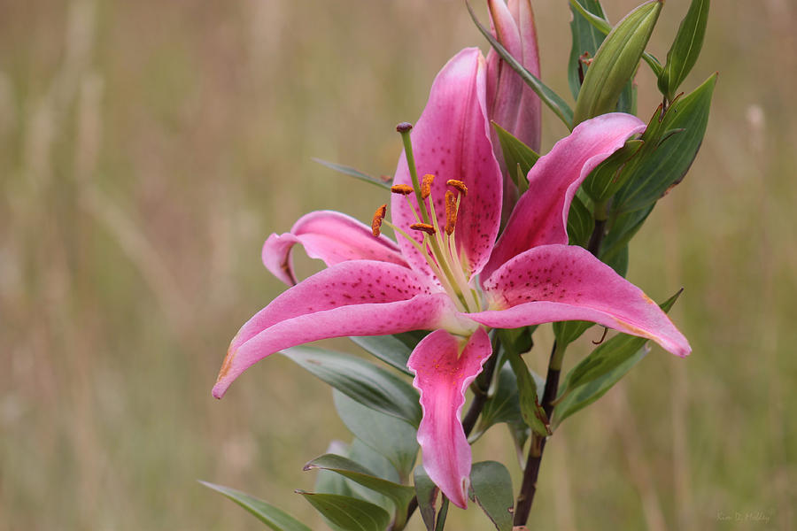 Pink Lily Photograph by Kim Mobley