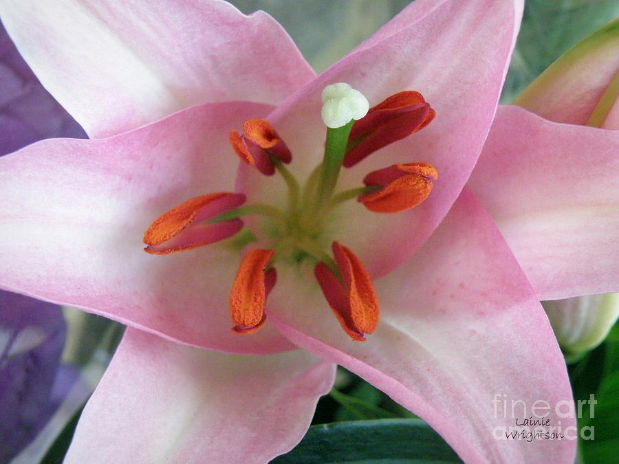 Pink Lily Photograph by Lainie Wrightson