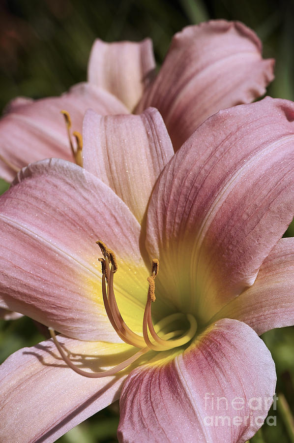 Pink Lily Layer Photograph by Lee Craig