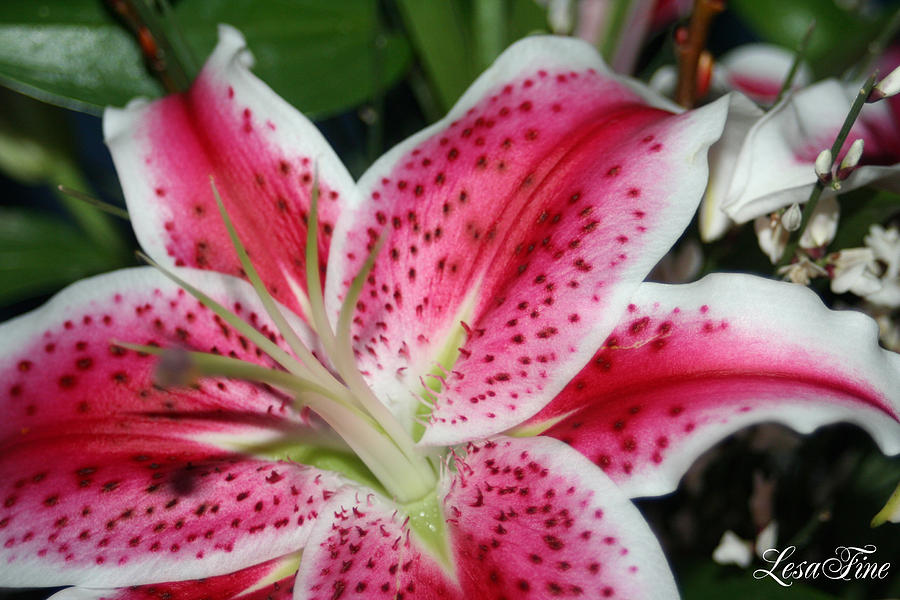Pink Lily Photograph by Lesa Fine