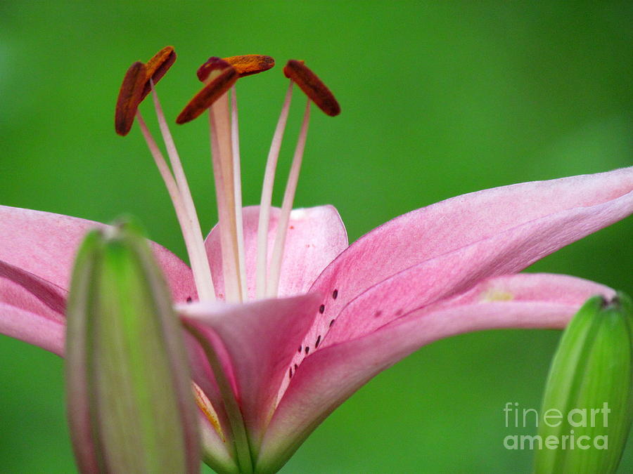 Pink Lily Photograph by Lili Feinstein
