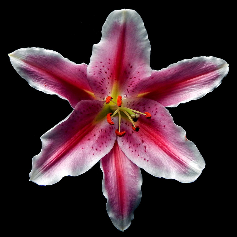 Pink Lily Still Life Flower Art Poster Photograph by Lily Malor