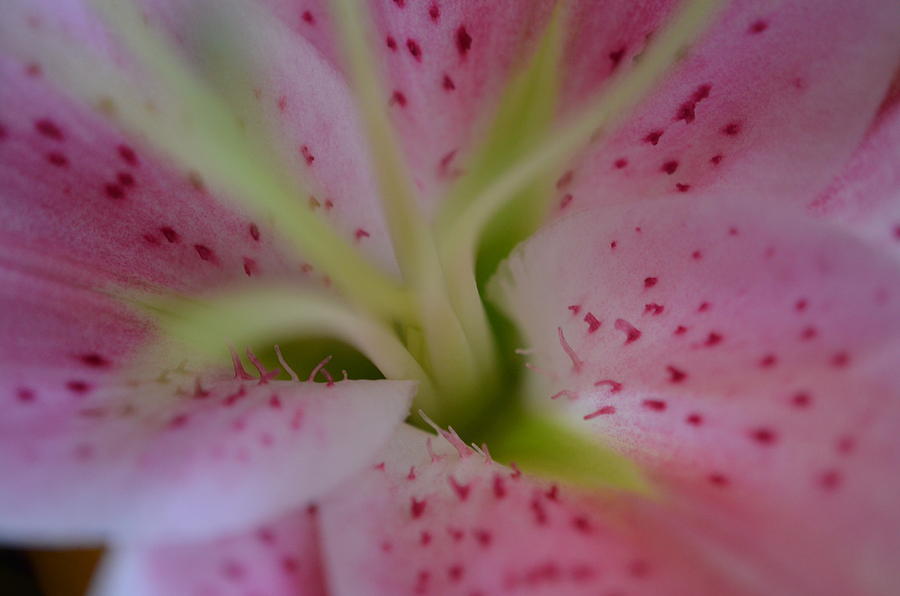 Pink Lily Photograph by Nancy Edwards