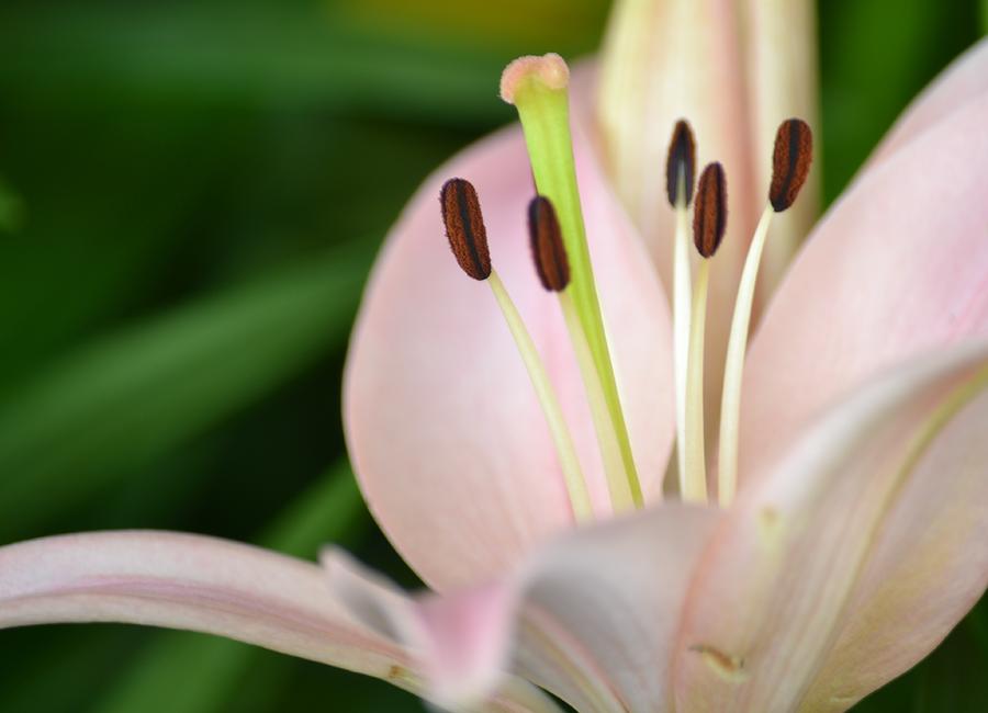 Lily Photograph - Pink Lily by P S