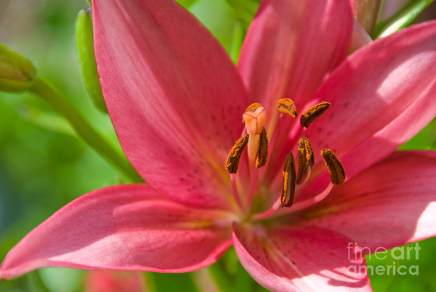 Pink Lily Photograph by Richard and Ellen Thane
