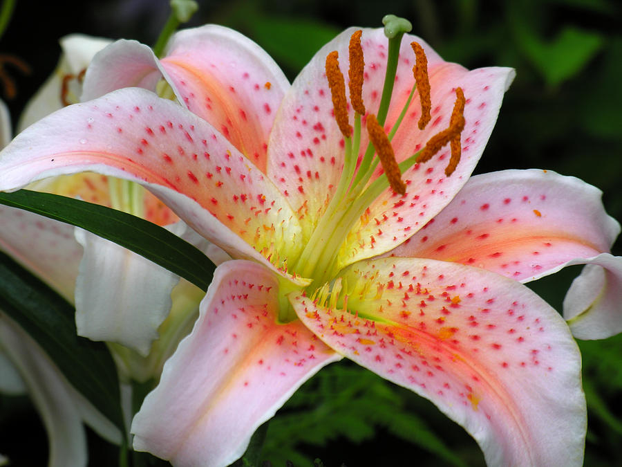 Pink Lily Photograph by Robert Lozen