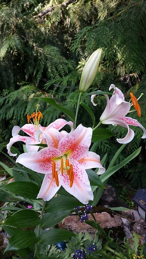 Pink Lily  Photograph by Sharon Duguay