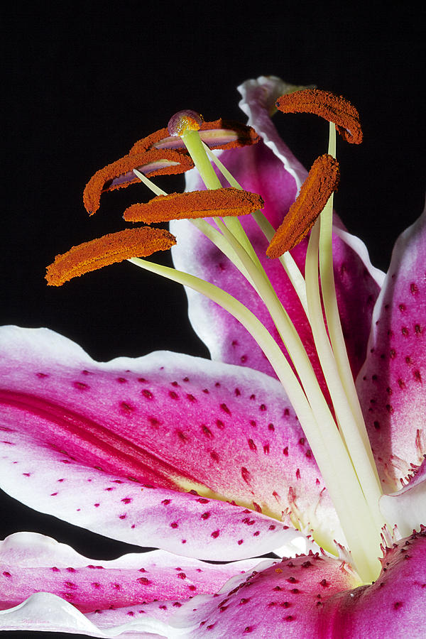 Pink Lily So Close Photograph by Phyllis Denton