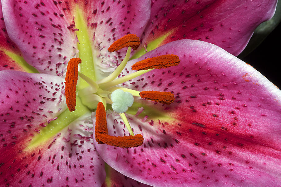 Pink Lily Up Close Photograph by Phyllis Denton