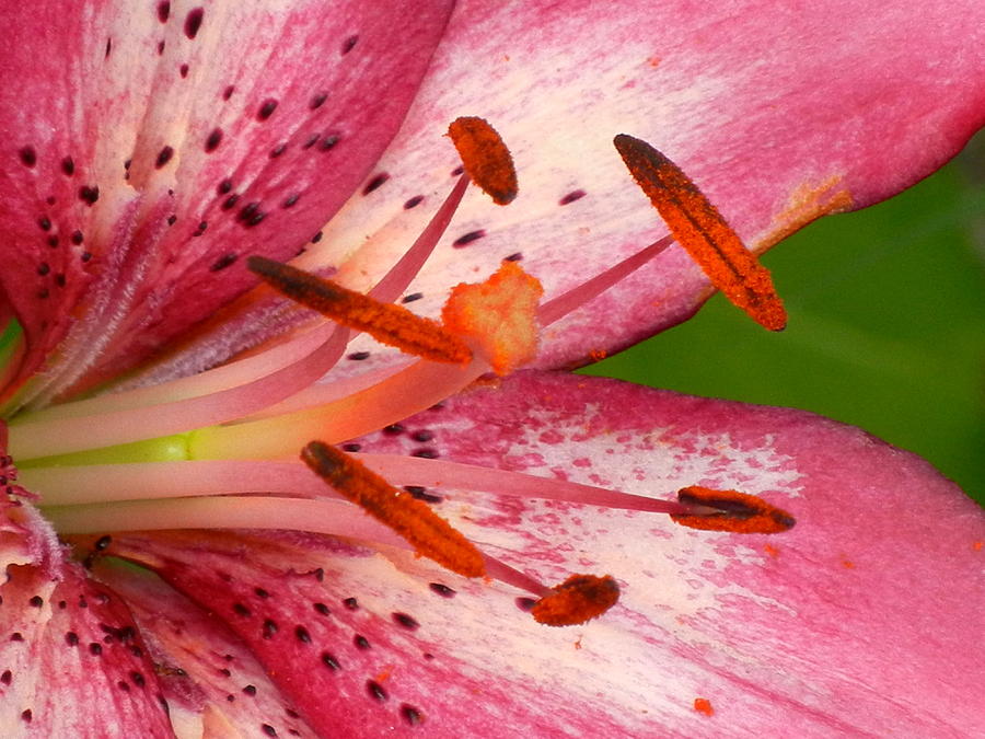 Lily Photograph - Pink Lily by Virginia Forbes