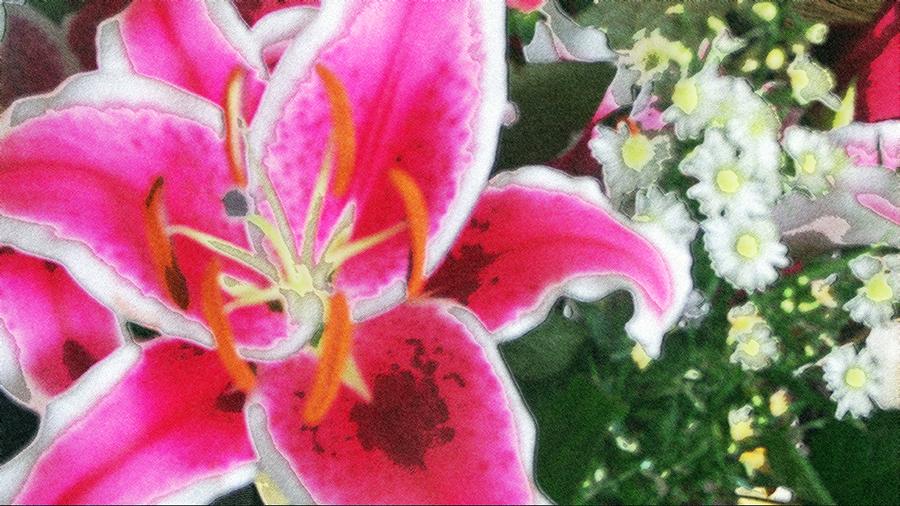 Pink Lily Photograph