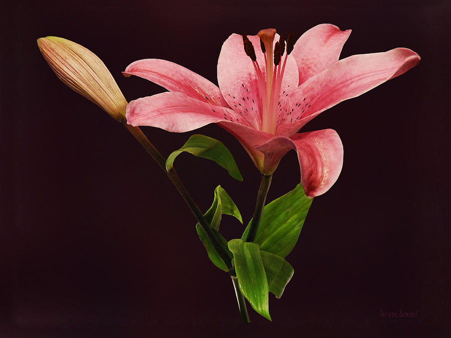 Pink Lily With Bud Photograph by Susan Savad