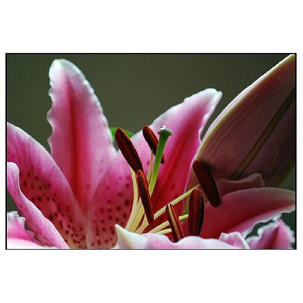 Summer Photograph - Pink Lily2 by Wanda Sierotowicz
