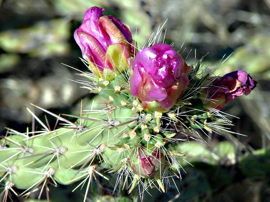 Pink Cactus Bud Photograph by Linda Cox
