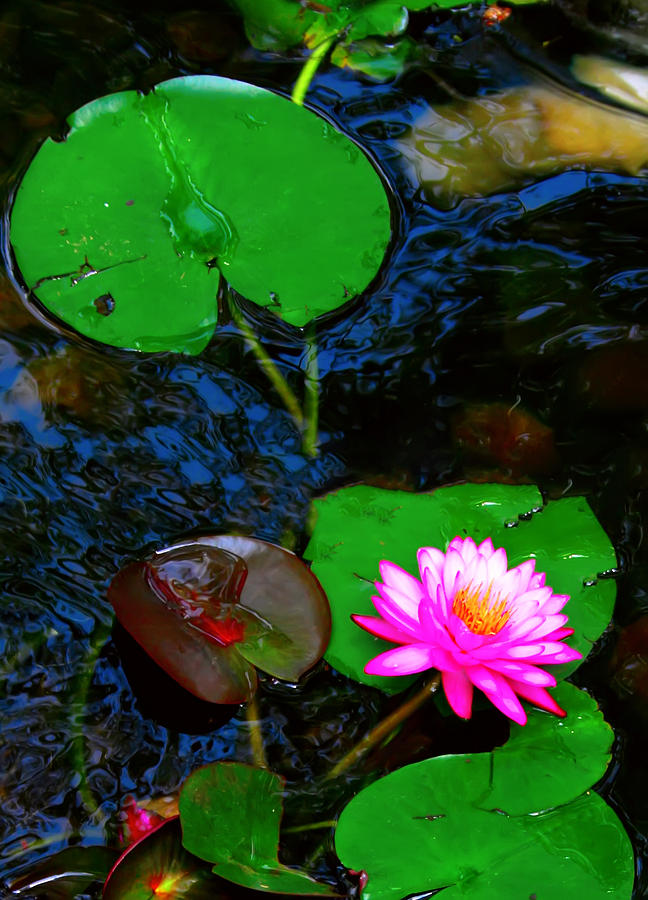 Pink Lotus and Lily Pad 2 Photograph by Kara  Stewart