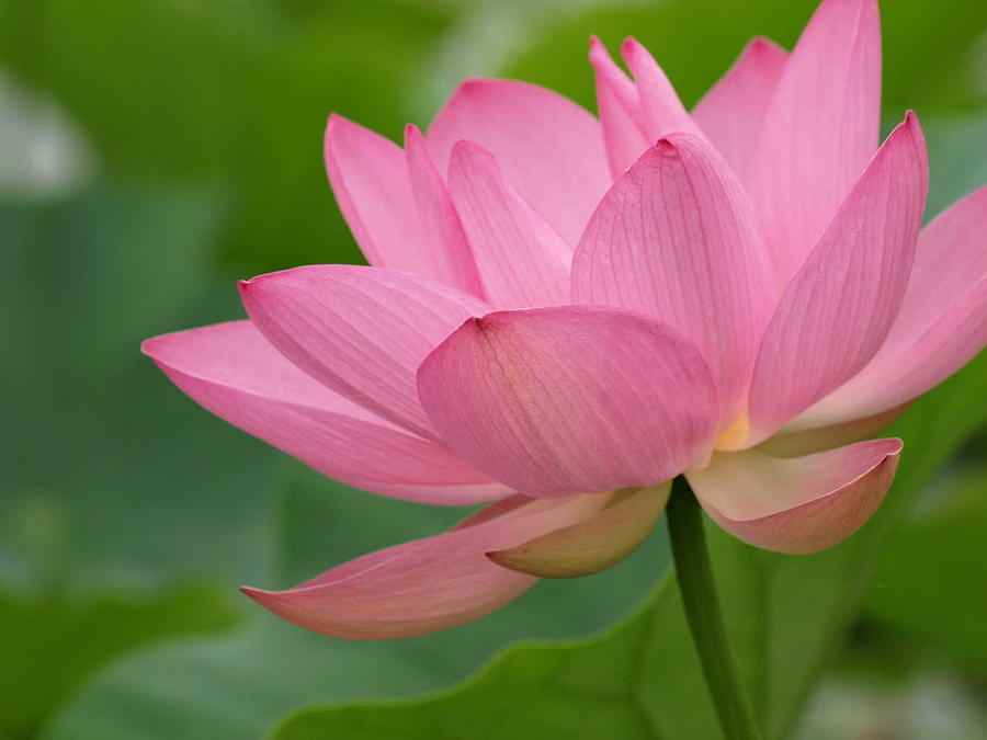 Pink Lotus Photograph by Ben Ong